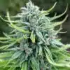 Durban Poison Auto Flower Seeds | Durban Poison Strain Feminized | The Seed Fair