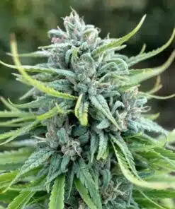 Durban Poison Auto Flower Seeds | Durban Poison Strain Feminized | The Seed Fair
