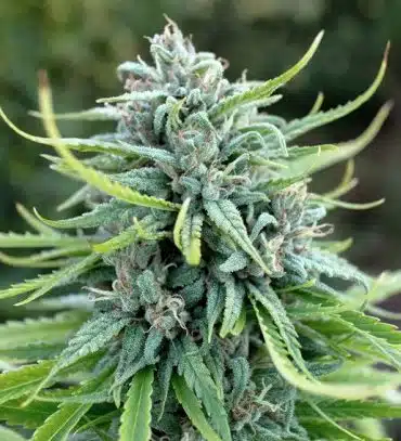 Durban Poison Auto Flower Seeds | Durban Poison Strain Feminized | The Seed Fair