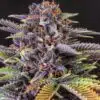 Forbidden Fruit Seeds | Forbidden Fruit Strain Feminized | The Seed Fair