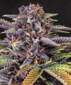 Forbidden Fruit Seeds | Forbidden Fruit Strain Feminized | The Seed Fair