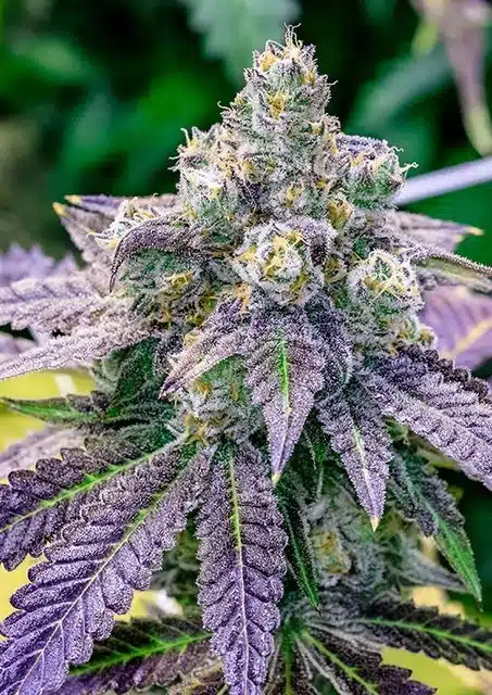 Fruity Pebbles Seeds | Fruit Pebbles Strain Feminized | The Seed Fair
