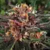 Fruit Auto-Flowering Cannabis Seeds | Fruit Strain | The Seed Fair