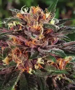 Fruit Auto-Flowering Cannabis Seeds | Fruit Strain | The Seed Fair