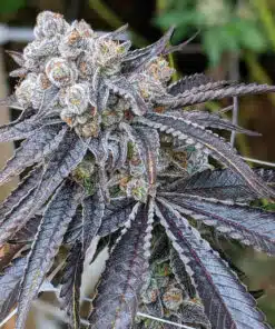 Gelato Auto-Flowering Cannabis Seeds | Gelato Strain | The Seed Fair