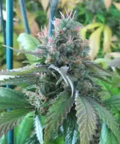God Bud Regular Cannabis Seeds | God Bud Strain | The Seed Fair
