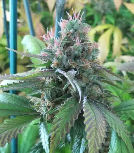 God Bud Regular Cannabis Seeds | God Bud Strain | The Seed Fair