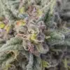 God’s Gift Feminized Cannabis Seeds | God's Gift Strain | The Seed Fair