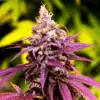 Grandaddy Purple | best feminized seeds