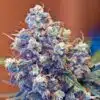 Grapefruit Regular Cannabis Seeds | Grapefruit Strain | The Seed Fair