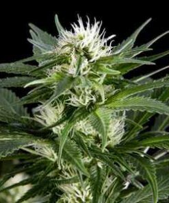 Great White Shark Strain | Great White Shark Feminized Seeds | The Seed Fair
