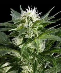 Great White Shark Strain | Great White Shark Feminized Seeds | The Seed Fair