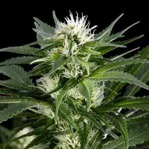 Great White Shark Strain | Great White Shark Feminized Seeds | The Seed Fair