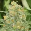 Green Crack Seeds | Green Crack Strain Feminized | The Seed Fair