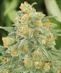 Green Crack Seeds | Green Crack Strain Feminized | The Seed Fair