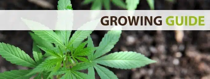 Germinating Weed Seeds In Water | Basic Germination Guide | The Seed Fair