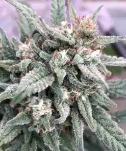 Haze XL Auto Flower Seeds | Haze XL Strain Feminized | The Seed Fair