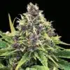Hindu Kush Auto Flower Seeds | Hindu Kush Strain | The Seed Fair