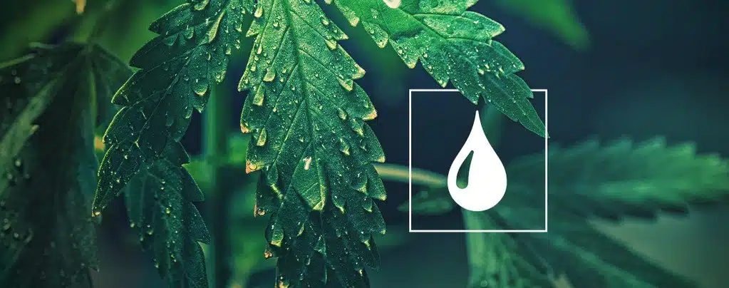 How Often Should I Water My Weed Plant | Our Guide On Watering | The Seed Fair