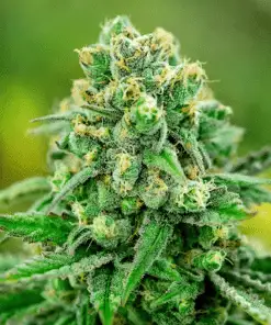Ingrid Strain Feminized | Ingrid Feminized Cannabis Seeds | The Seed Fair