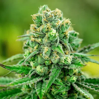 Ingrid Strain Feminized | Ingrid Feminized Cannabis Seeds | The Seed Fair