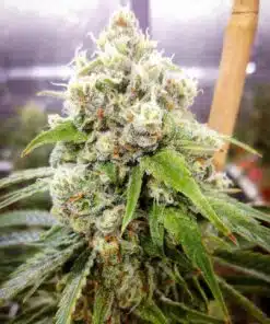 Jack Herer Auto-Flowering Cannabis Seeds | Jack Herer Strain | The Seed Fair