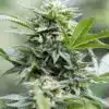 CBD Jack Herer 1 to 1 Feminized Cannabis Seeds | CBD Jack Strain | The Seed Fair
