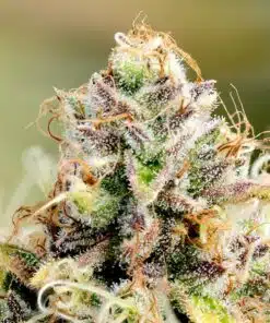 Jean Guy Strain | Jean Guy Feminized Cannabis Seeds | The Seed Fair