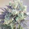 Jelly Bean Regular Cannabis Seeds | Jelly Bean Strain | The Seed Fair