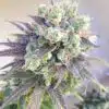 Jillybean Seeds | Jillybean Strain Feminized Cannabis Seeds | The Seed Fair