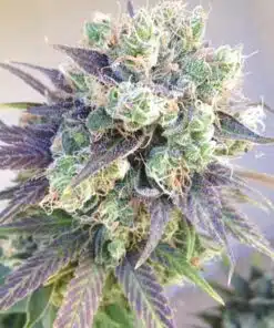 Jillybean Seeds | Jillybean Strain Feminized Cannabis Seeds | The Seed Fair