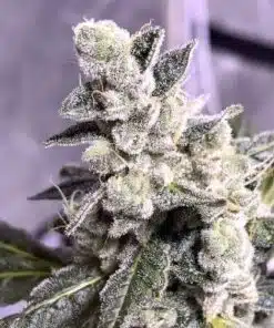Juicy Fruit Seeds | Juicy Fruit Strain Feminized Seeds | The Seed Fair