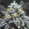Kosher Kush Seeds | Kosher Kush Strain Feminized | The Seed Fair
