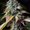 LA Confidential Seeds | LA Confidential Strain Feminized | The Seed Fair