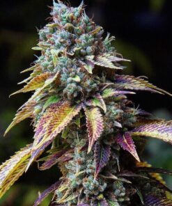 LA Confidential Seeds | LA Confidential Strain Feminized | The Seed Fair