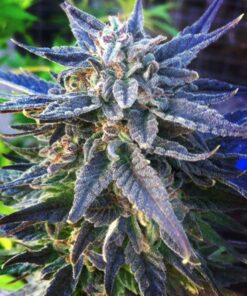 Lavender Feminized Cannabis Seeds | Lavender Strain | The Seed Fair