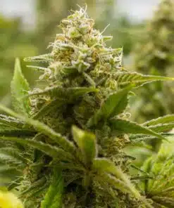 Lemon Auto-Flowering Cannabis Seeds | Lemon Strain | The Seed Fair