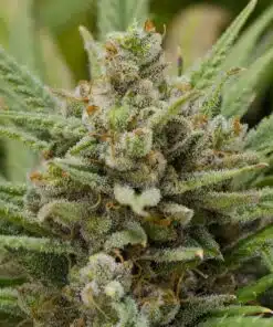 Lemon Haze Auto-Flowering Cannabis Seeds | Lemon Haze Strain | The Seed Fair