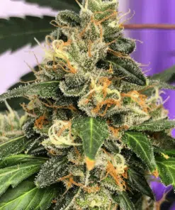 Lemon Kush Seeds | Lemon Kush Strain Feminized | The Seed Fair