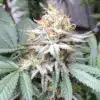 Lemon Pie Regular Cannabis Seeds | Lemon Pie Strain | The Seed Fair