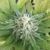 Lodi Dodi Strain | Lodi Dodi Feminized Cannabis Seeds | The Seed Fair