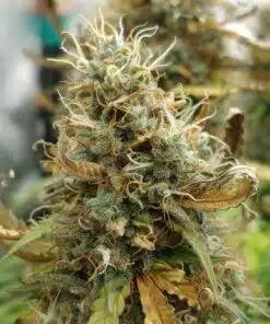 Critical Mango CBD Seeds | Critical Mango Strain Feminized | The Seed Fair
