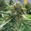 CBD Best Mango 1 to 1 Feminized Cannabis Seeds | CBD Best Mango | The Seed Fair