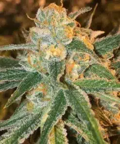 Mango Kush Seeds | Mango Kush Strain Feminized | The Seed Fair