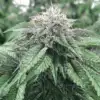 Master Kush Seeds | Master Kush Strain Feminized | The Seed Fair