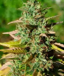 Mazar Regular Cannabis Seeds | Mazar Regular Strain | The Seed Fair