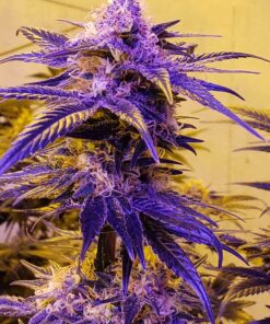 Mendocino Purps Feminized Cannabis Seeds