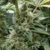 CBD Mexican Gold 1 to 1 Feminized Cannabis Seeds | CBD Mexican Gold | The Seed Fair