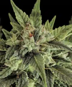 Moby Dick Auto-Flowering Feminized Cannabis Seeds | Moby Dick Strain | The Seed Fair