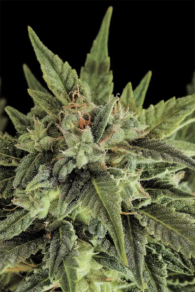 Moby Dick Auto-Flowering Feminized Cannabis Seeds | Moby Dick Strain | The Seed Fair